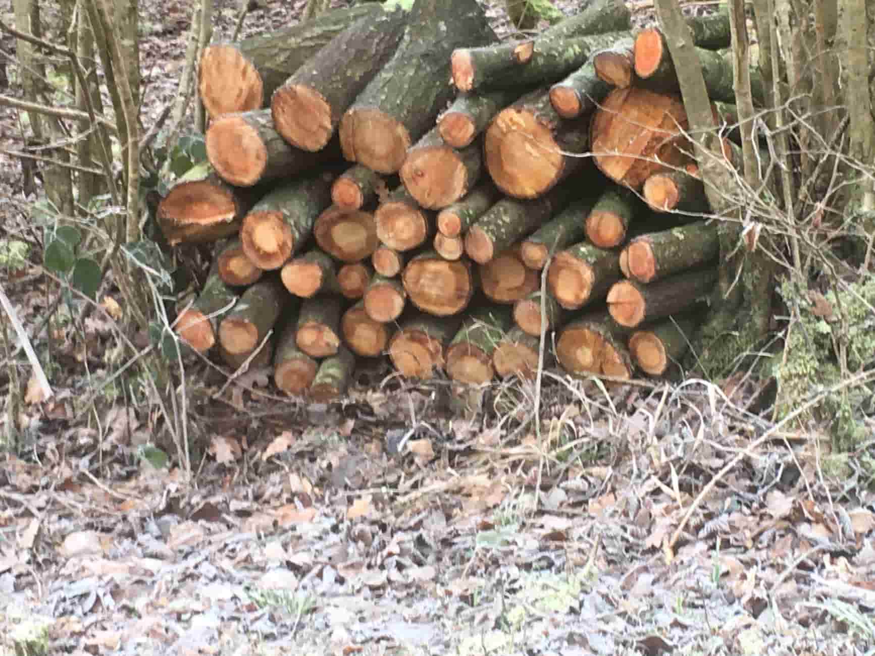 Bihar Government Bans Cutting of Trees