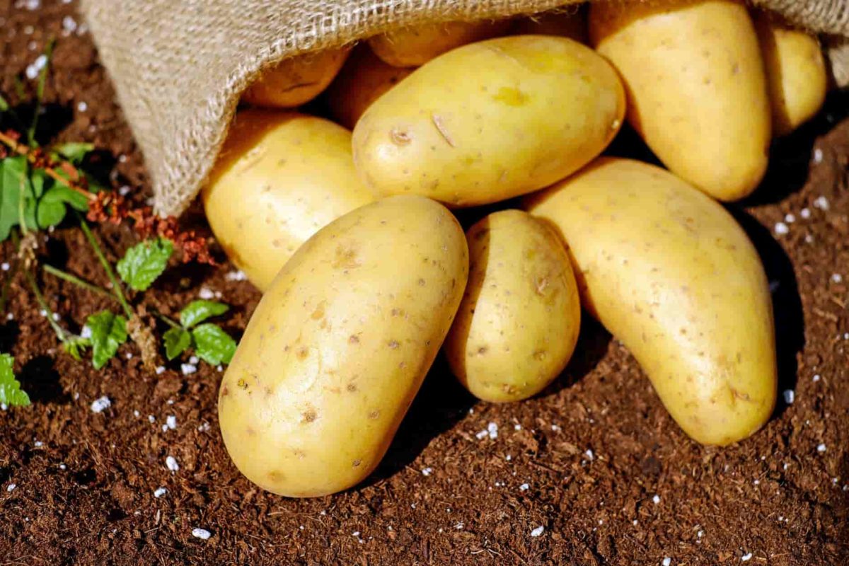 rumors increases potato onion rice flour price muzaffarpur