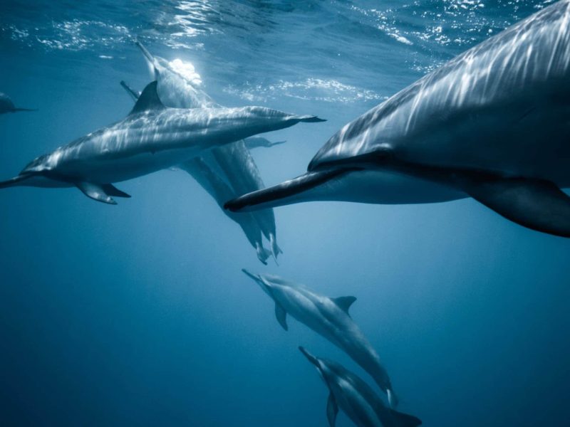 Half of India's Dolphin population lives in Bihar