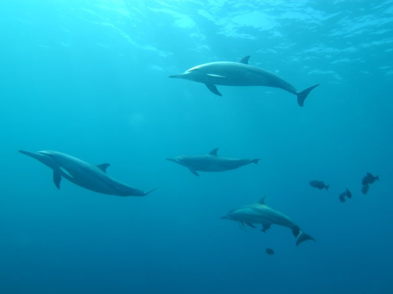 Patna to have Asia’s First Dolphin Research Centre