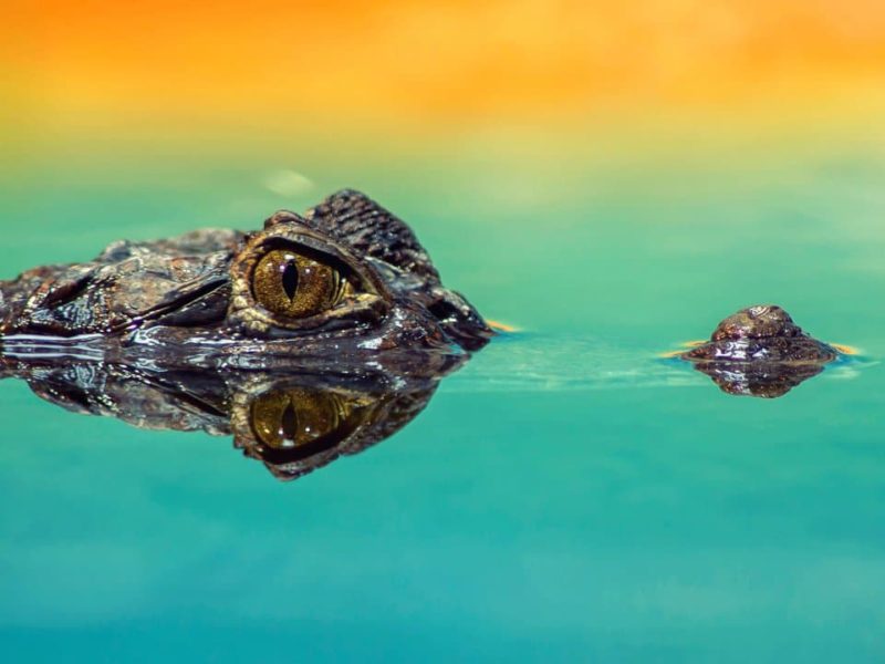crocodile number increases day by day gandak river bihar