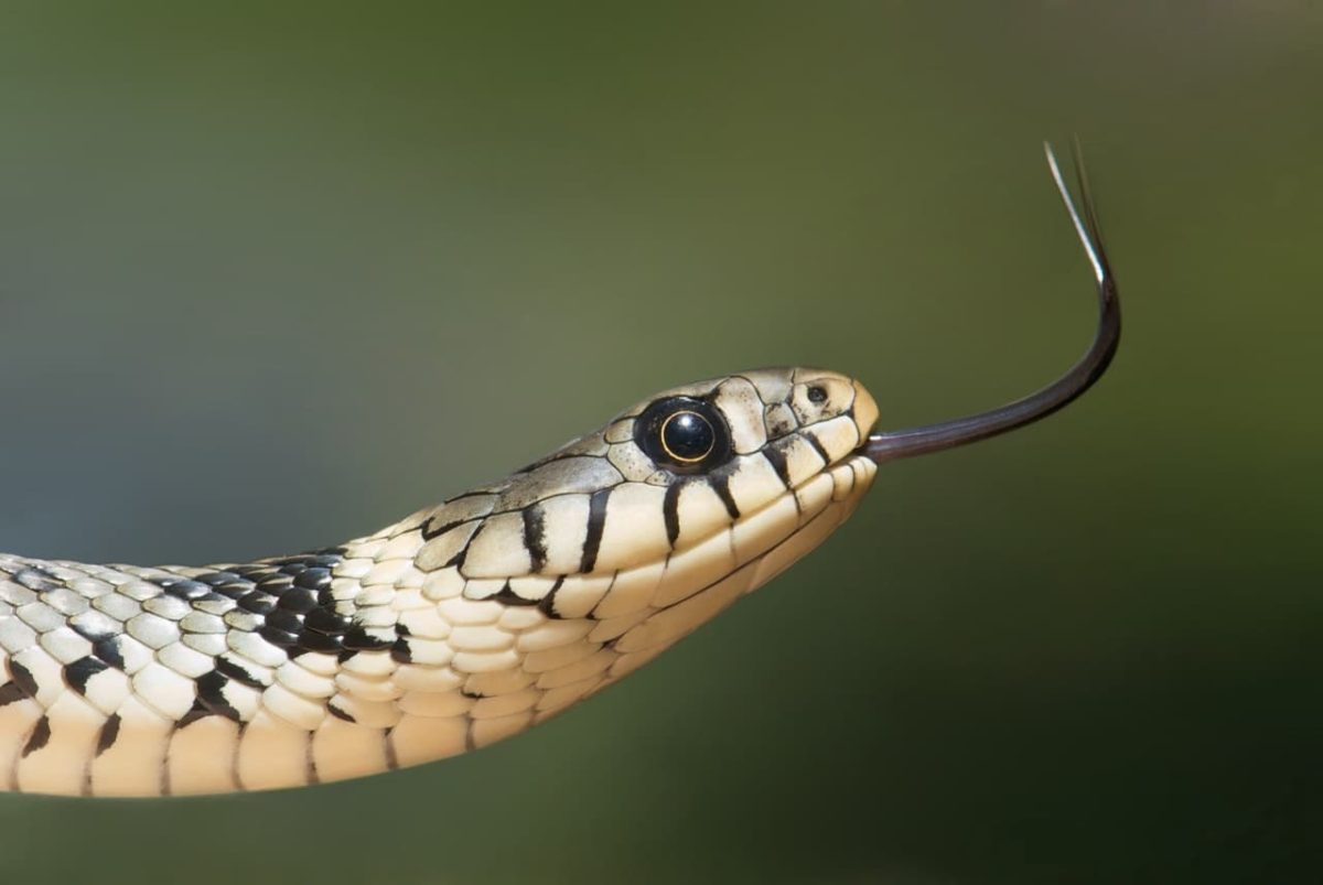 prabhat tara snake hospital muzaffarpur