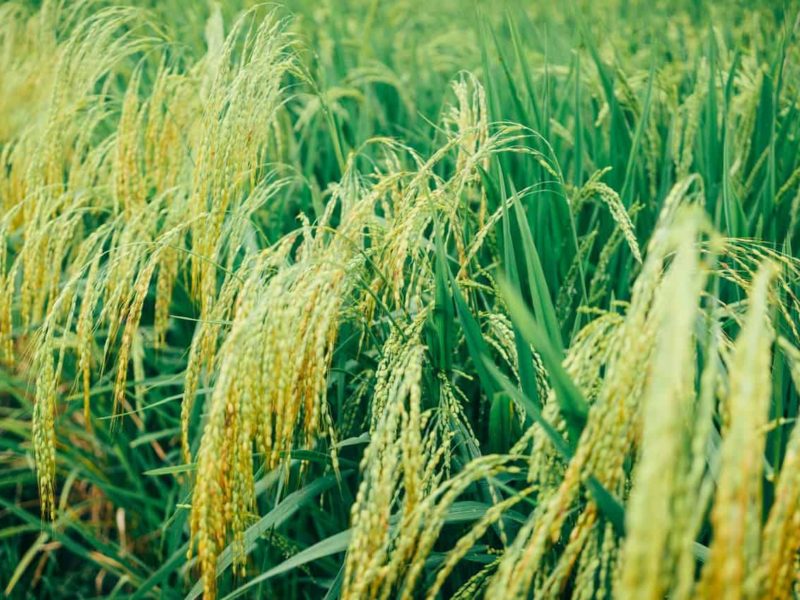 bihar government paddy purchase rate Rs 1868 per quintal