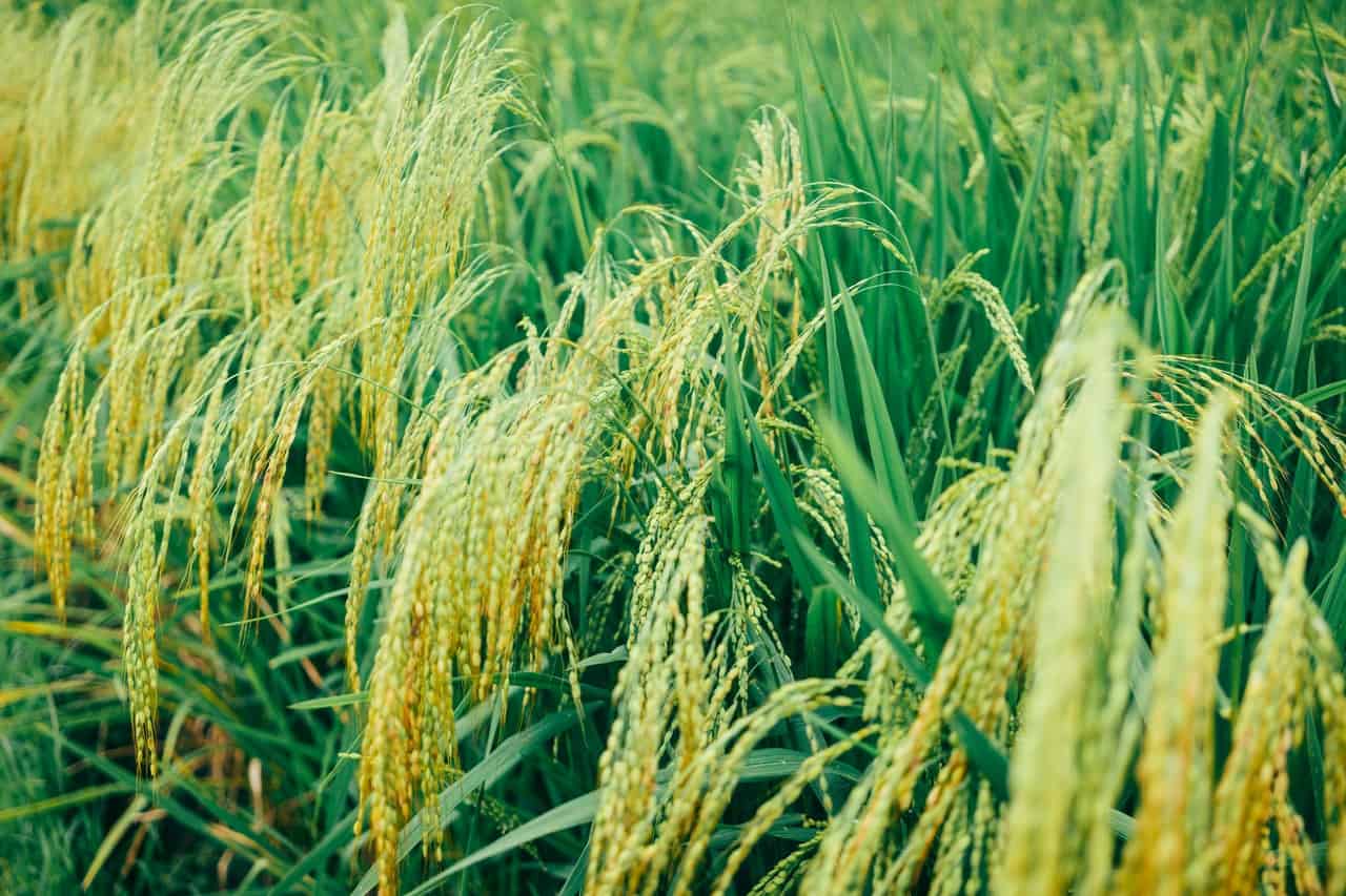 bihar government paddy purchase rate Rs 1868 per quintal