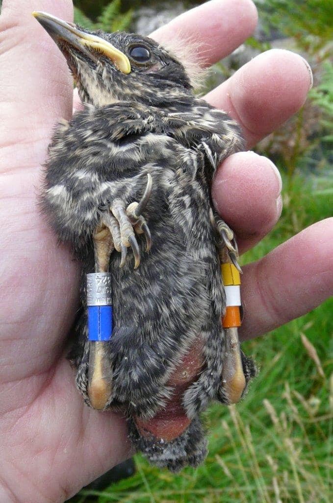 Rings Placed on Bird's Leg to tract their Migration