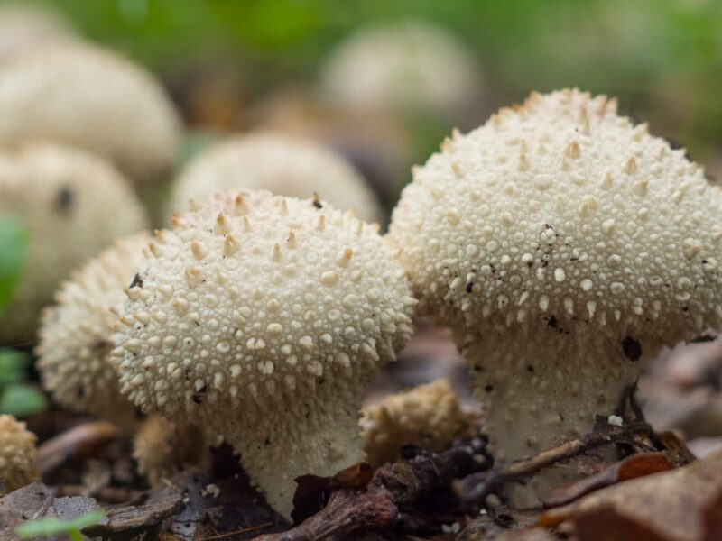 Bihar Reports White Fungus Cases