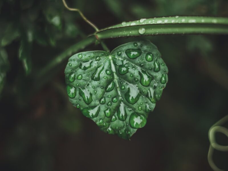 Monsoon may reach bihar on june 15