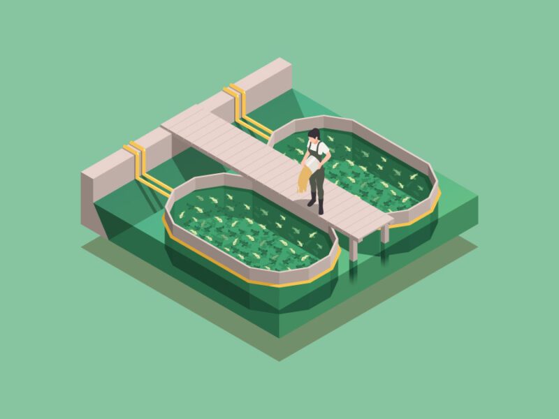 Muzaffarpur Manika Pond to Farm Fish using Cage Culture