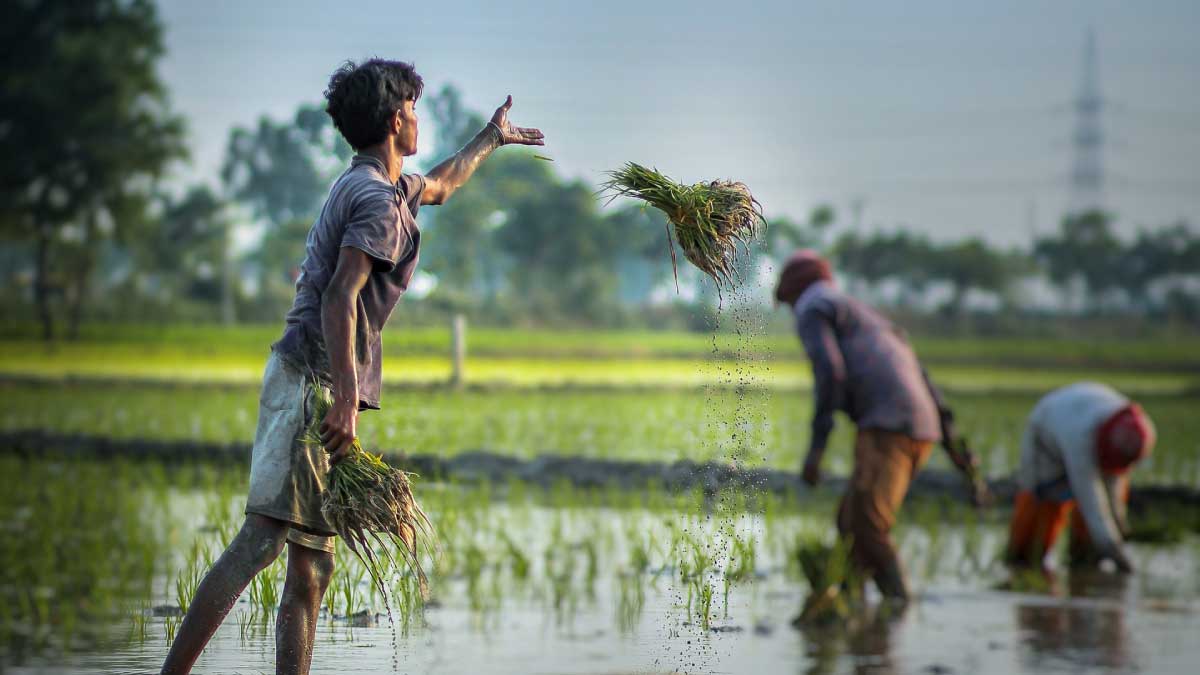 Crops in 6.64 lakh hectares of land in Bihar damaged due to Flood in 2021