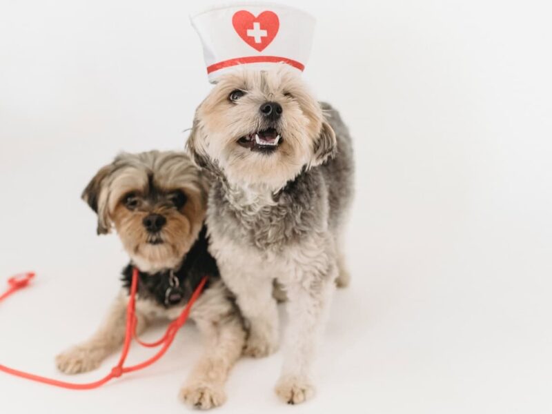 Bihar Government Soon Start Free Animal Mobile Ambulance Service