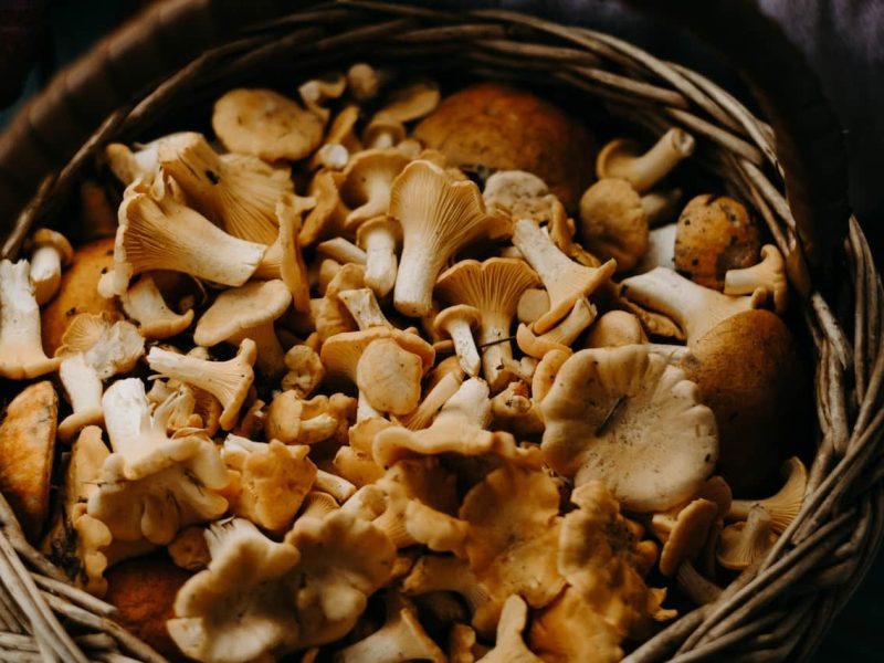 Muzaffarpur Uses Artificial Intelligence to Produce Mushrooms