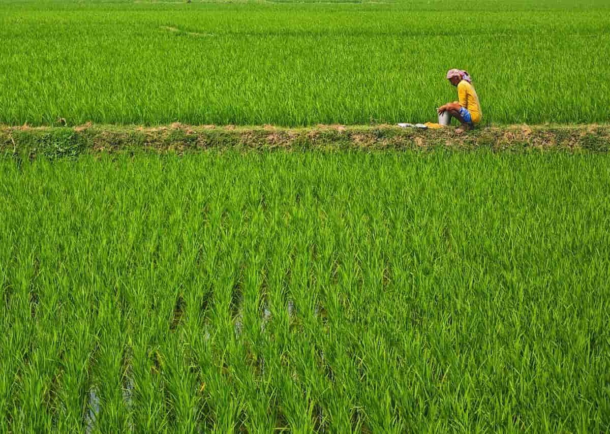 Bihar Rajya Fasal Sahayata Yojana Kharif 2025