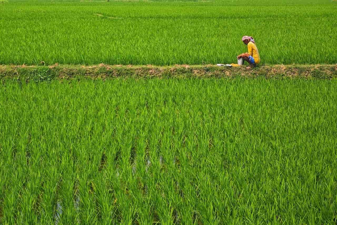 Bihar Rajya Fasal Sahayata Yojana Kharif 2025