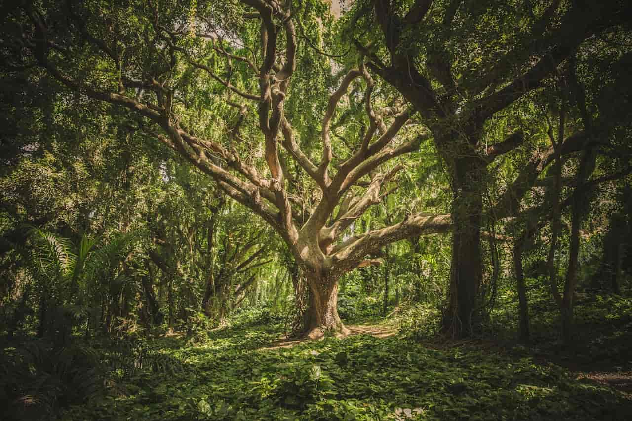 bihar heritage tree
