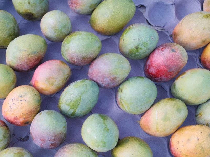 india first miyazaki mango farm grown in bagaha bihar
