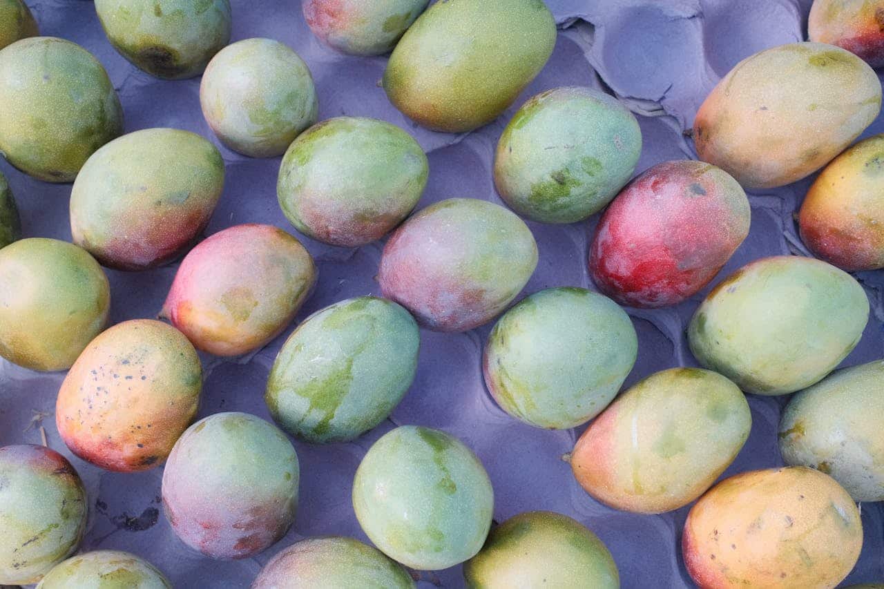 india first miyazaki mango farm grown in bagaha bihar