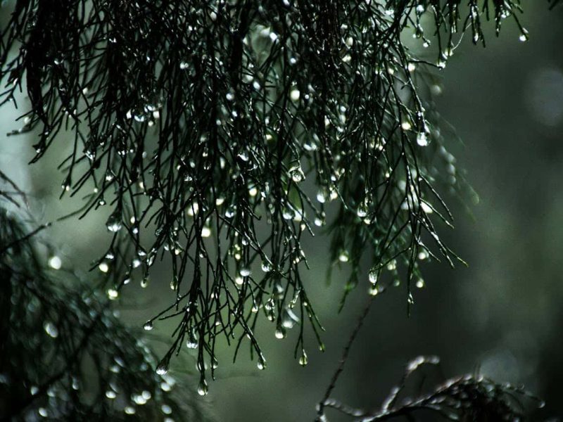 monsoon in bihar 2025