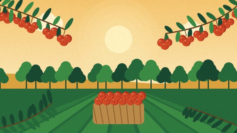 Shahi litchi - Illustration of litchi branches framing an orchard and a basket of fresh litchis
